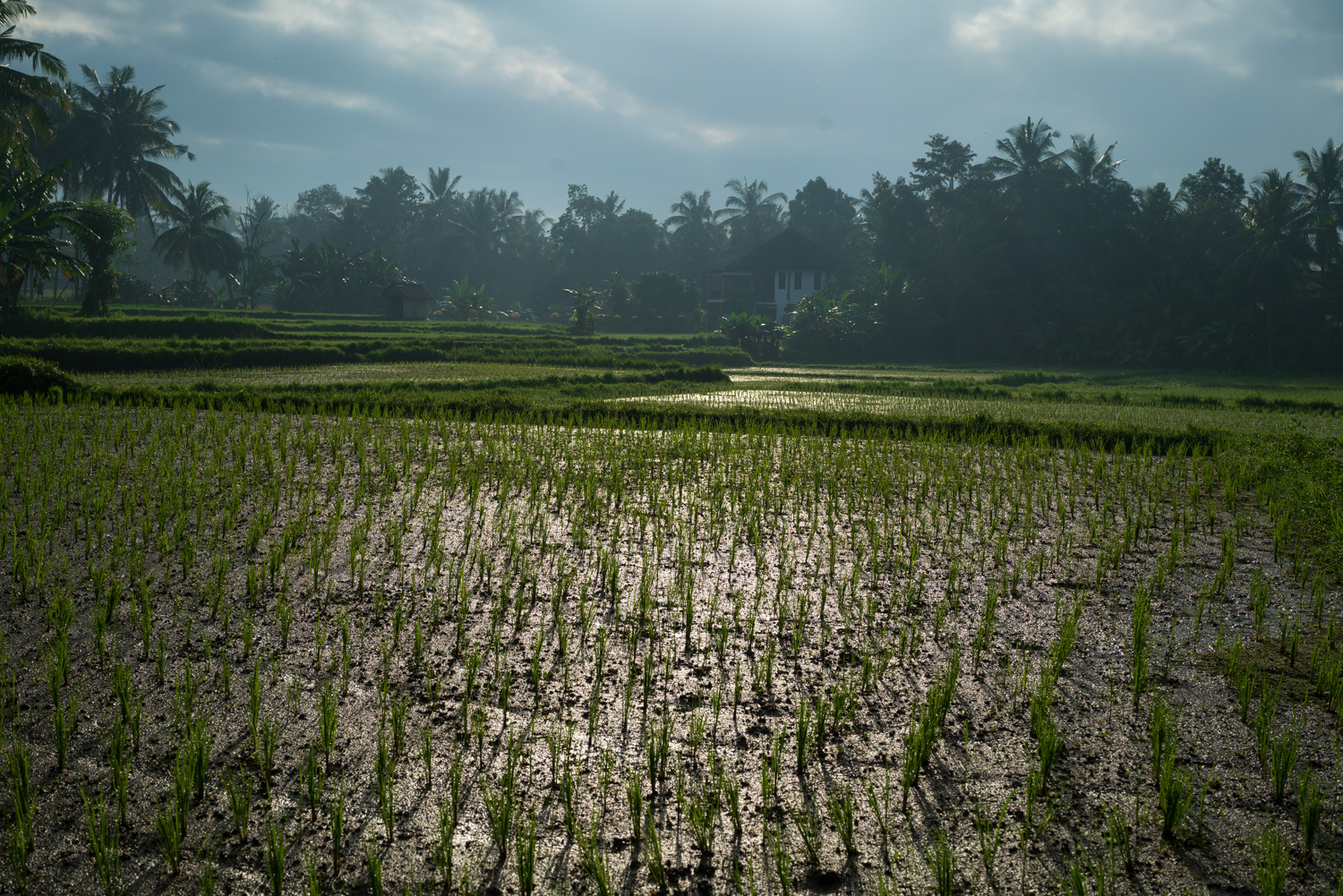Bali – Ubud